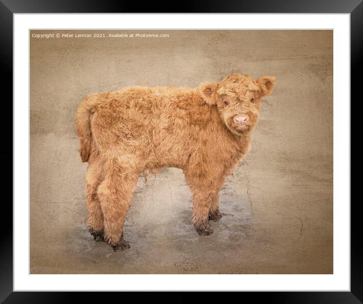 The Highland Calf Framed Mounted Print by Peter Lennon