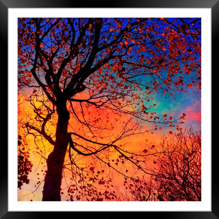 Sycamore Tree Silhouette Framed Mounted Print by Anne Macdonald