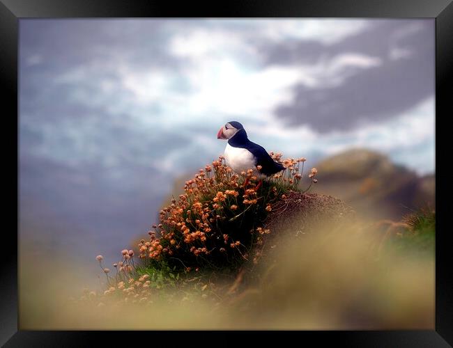 Puffin On The Cliff Edge Framed Print by Anne Macdonald