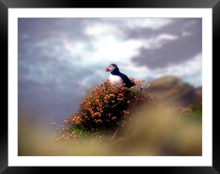 Puffin On The Cliff Edge Framed Mounted Print by Anne Macdonald