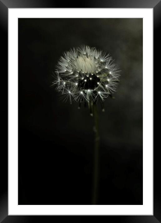 Dandelion Clock Portrait Framed Mounted Print by Anne Macdonald