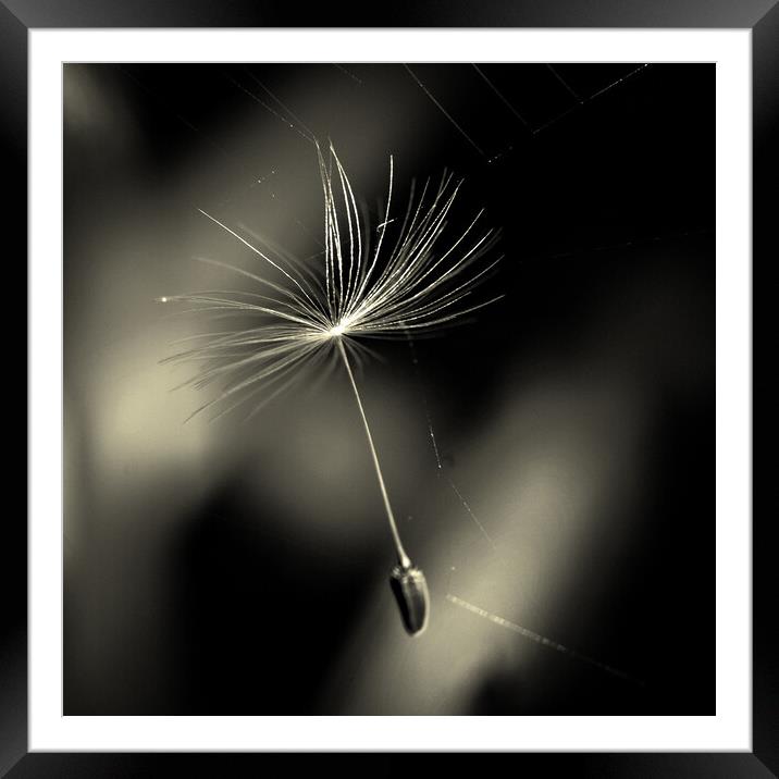 Dandelion Seed In Web Framed Mounted Print by Anne Macdonald