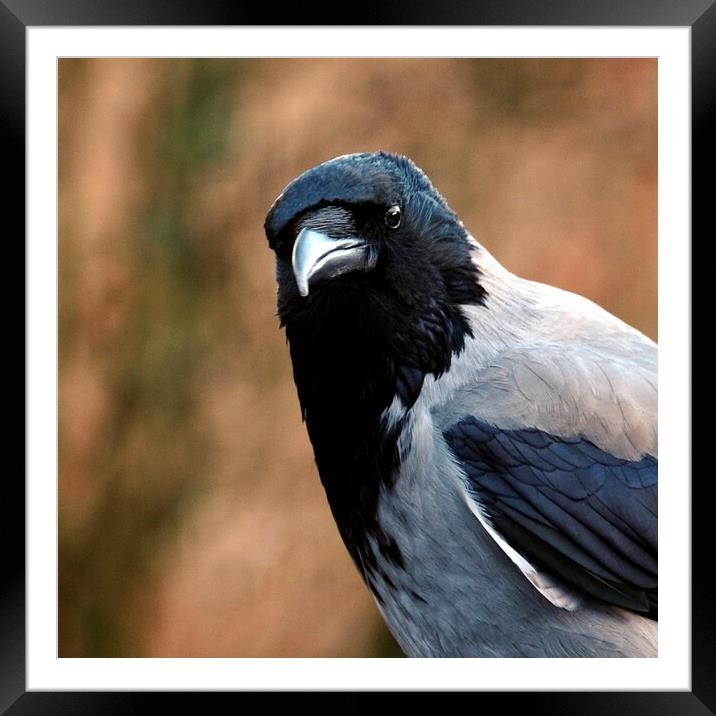 Watchful Hooded Crow Framed Mounted Print by Anne Macdonald
