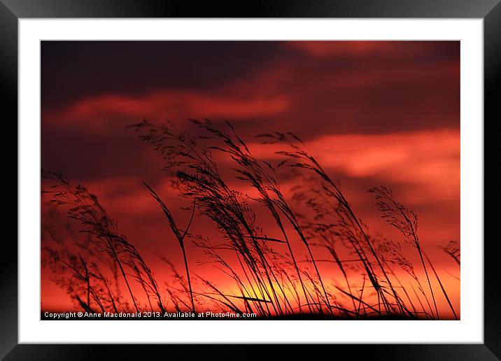 Grass Blowing In The Sunset Framed Mounted Print by Anne Macdonald