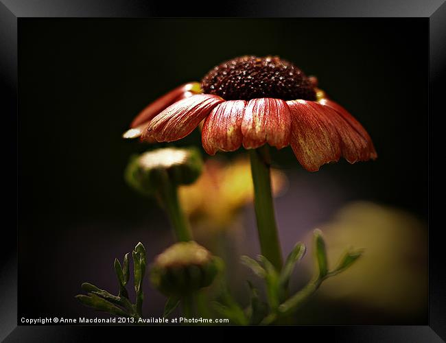 Chrysanthemum In Lerwick Flower Park Framed Print by Anne Macdonald