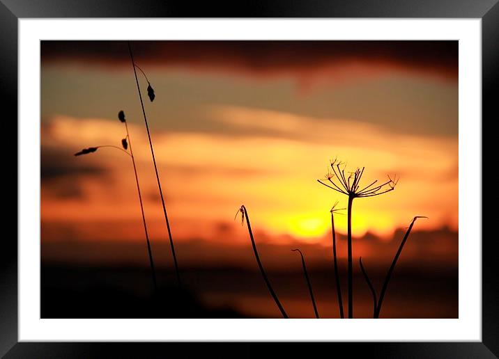 Grass In The Sunset Framed Mounted Print by Anne Macdonald