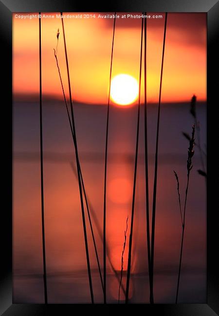 Tall Grass In Sunset Framed Print by Anne Macdonald