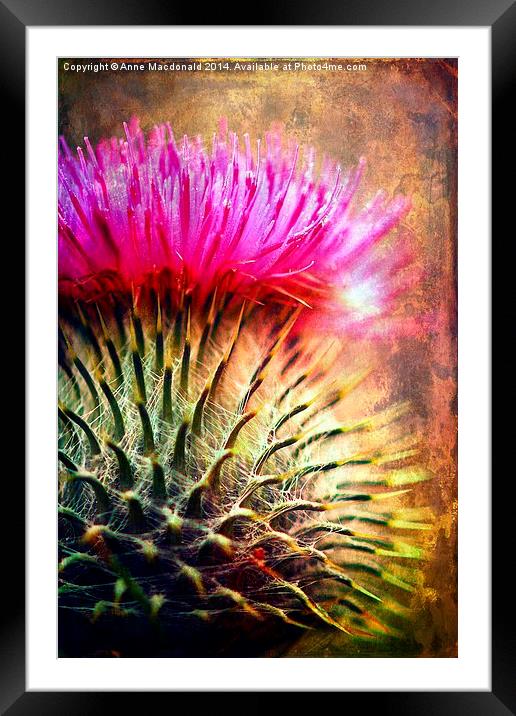  Thistle Be The Prickly One Framed Mounted Print by Anne Macdonald