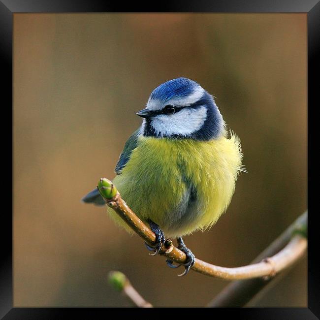  Blue Tit Resting In The Garden Framed Print by Anne Macdonald