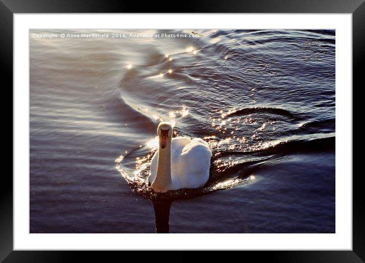Swan In The Sunlight Framed Mounted Print by Anne Macdonald