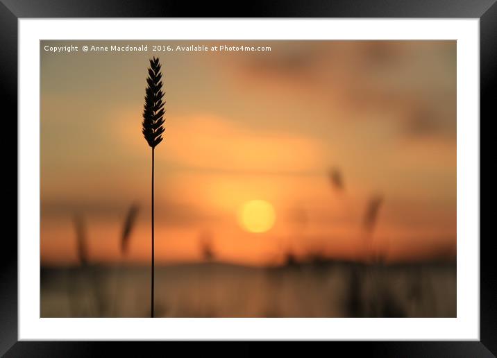Tall Grass In The Sunset Framed Mounted Print by Anne Macdonald