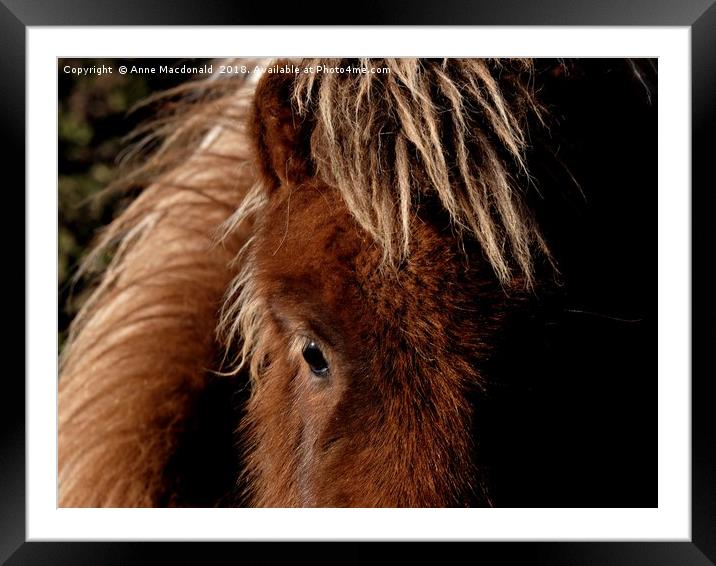 A Tan Shetland Pony Called Mootie Framed Mounted Print by Anne Macdonald