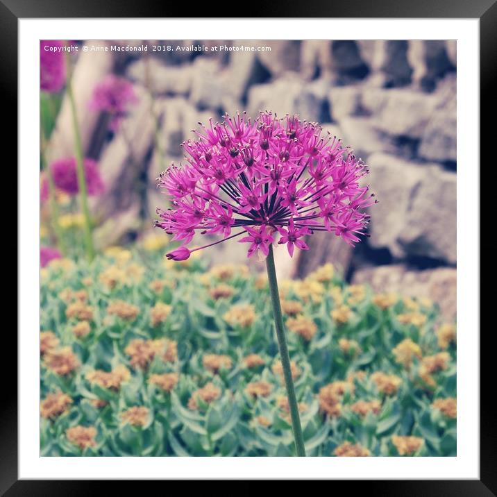 Allium In The Garden Framed Mounted Print by Anne Macdonald
