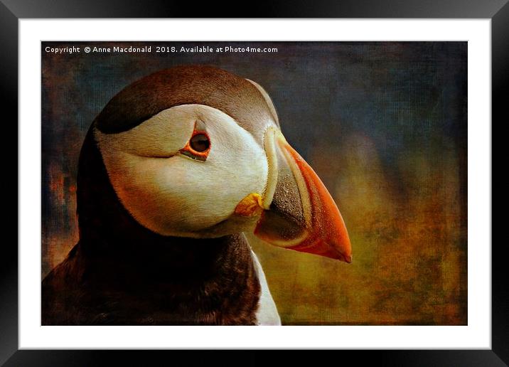 Textured Puffin Portrait, Shetland. Framed Mounted Print by Anne Macdonald