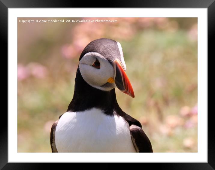 Puffin: The Darlings of Shetland. Framed Mounted Print by Anne Macdonald