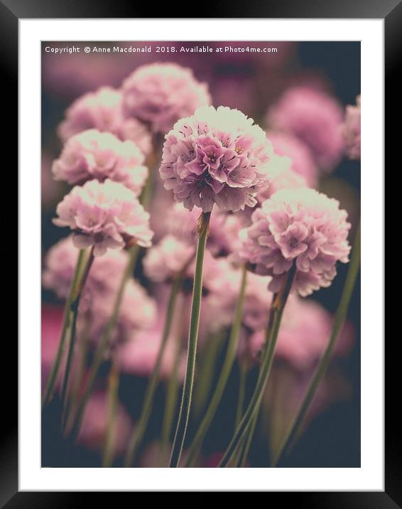 Sea Pinks or Thrift Framed Mounted Print by Anne Macdonald