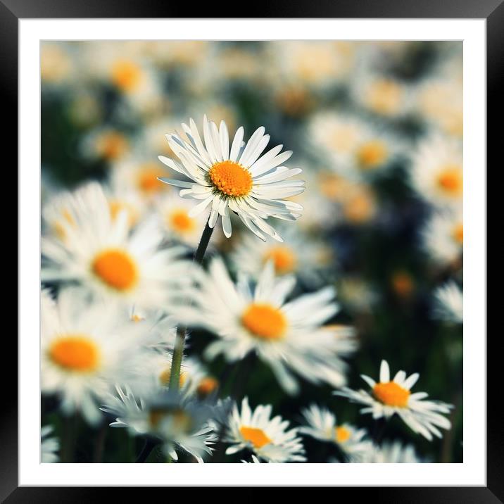 Bright Daisy Faces Framed Mounted Print by Anne Macdonald
