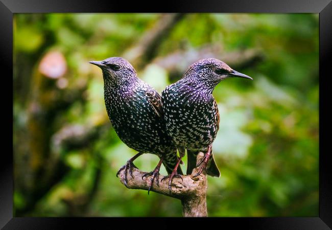 Two Beautiful Starlings Framed Print by Anne Macdonald