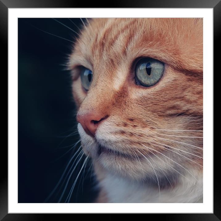 Beautiful Ginger Cat Framed Mounted Print by Anne Macdonald
