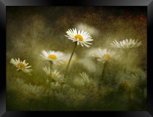 Daisies Giving A Heads Up Framed Print by Anne Macdonald