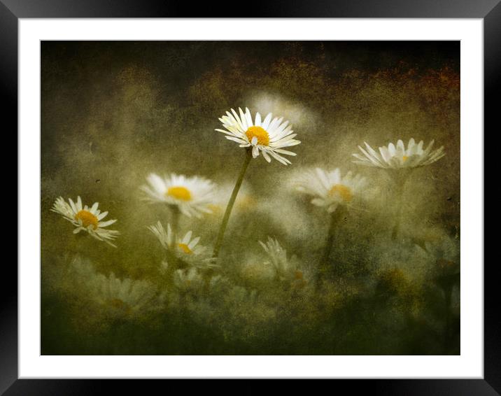 Daisies Giving A Heads Up Framed Mounted Print by Anne Macdonald