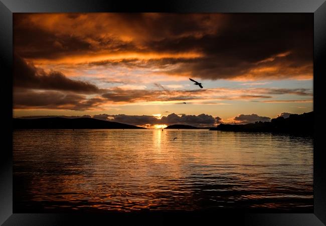 Seagulls In The Sunset Framed Print by Anne Macdonald