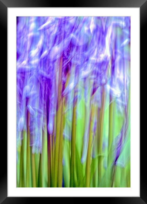 Bluebell Abstract (ICM) Framed Mounted Print by Anne Macdonald