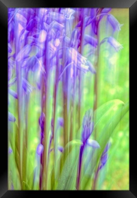 Garden Bluebell Abstract   Framed Print by Anne Macdonald