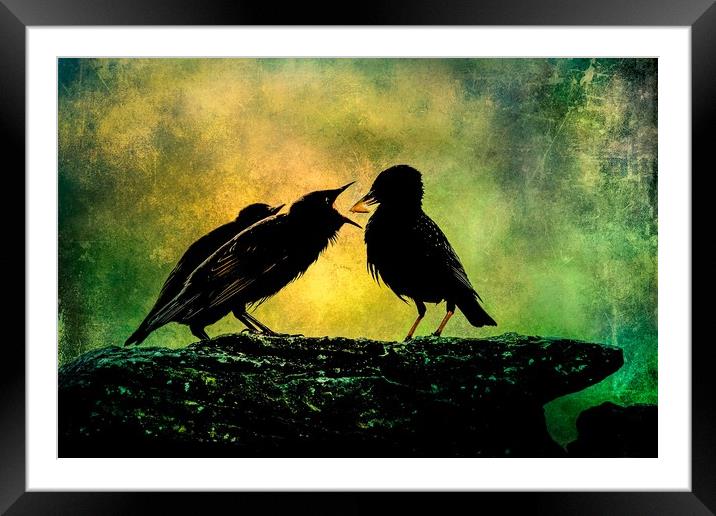Mother Starling Feeding Young Framed Mounted Print by Anne Macdonald