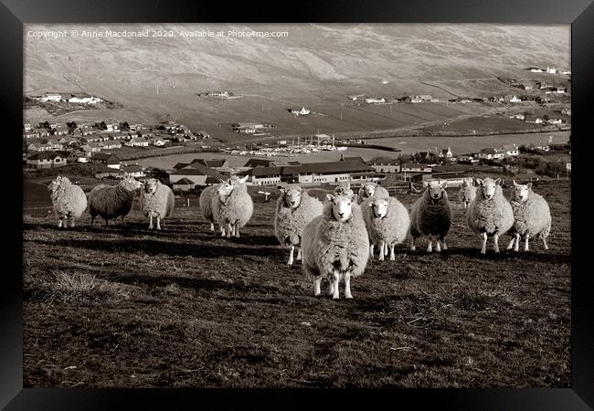Stalked By Sheep On The Hill Framed Print by Anne Macdonald