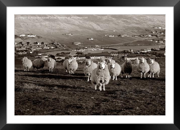 Stalked By Sheep On The Hill Framed Mounted Print by Anne Macdonald