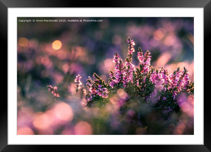 Pink Heather In The Sunset Framed Mounted Print by Anne Macdonald
