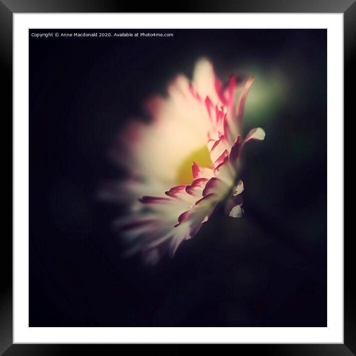 Daisy With Red Tipped Petals Framed Mounted Print by Anne Macdonald