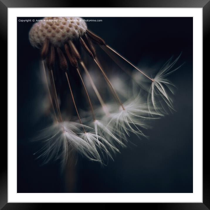 Artistry Of Decaying Dandelion Clock Framed Mounted Print by Anne Macdonald