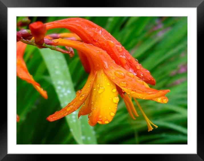  Wild and Wet Framed Mounted Print by Paul Garroway