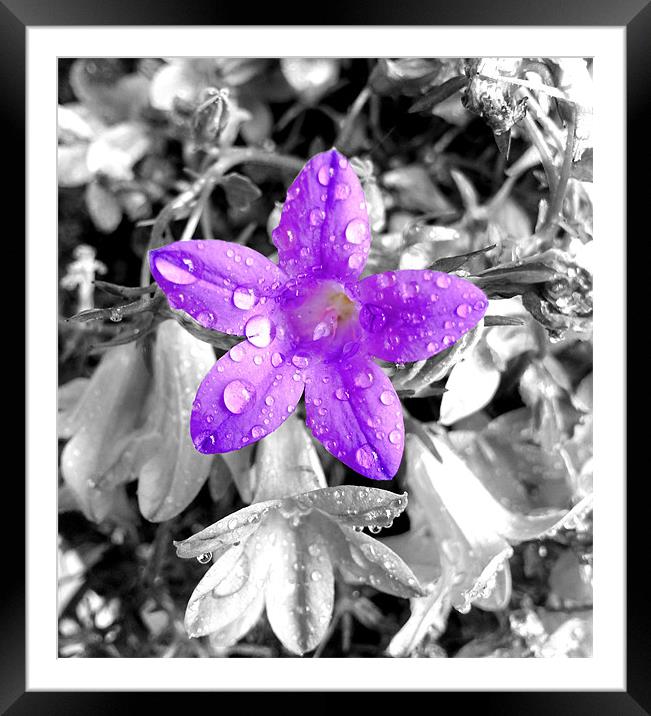 small purple flower Framed Mounted Print by Georgie Lilly