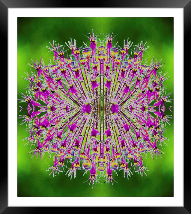 Solarallium Framed Mounted Print by Georgie Lilly
