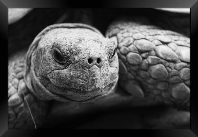 Tortoise Framed Print by Georgie Lilly