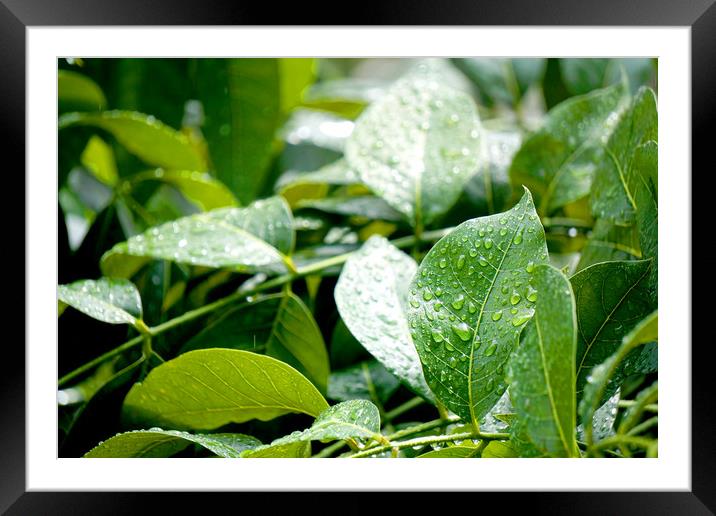 Leaf it out! Framed Mounted Print by Georgie Lilly