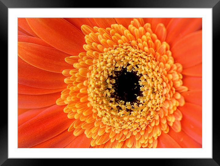 Orange Gerbera Flower Framed Mounted Print by Martin Doheny
