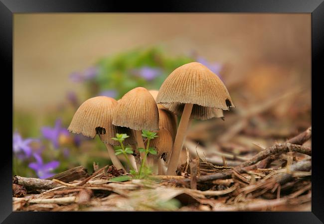 Mushroom Group Framed Print by Martin Doheny
