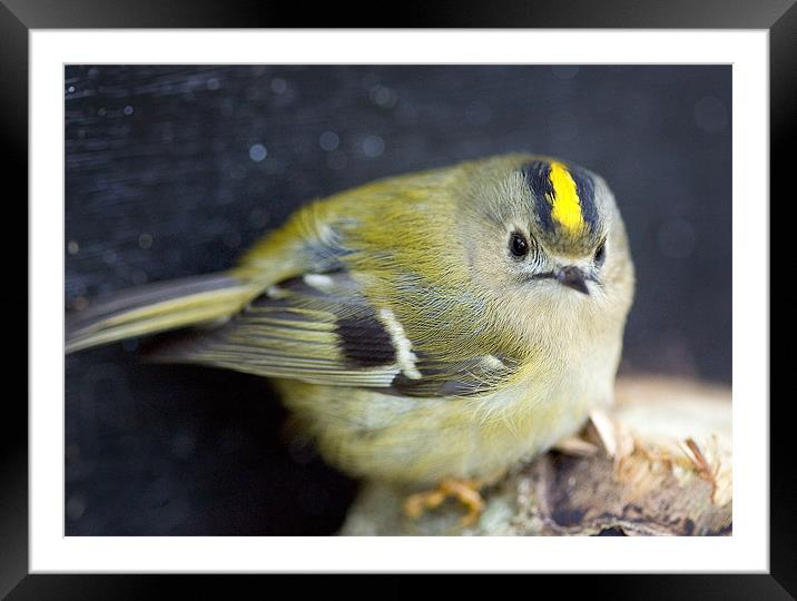 Goldcrest Framed Mounted Print by Martin Doheny