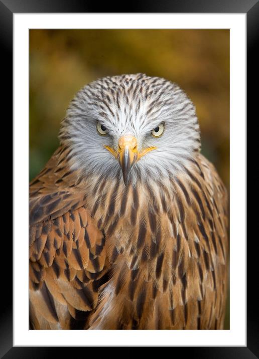 Red kite close up Framed Mounted Print by Martin Doheny
