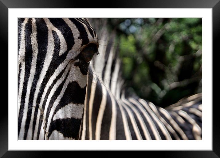 Focus of a Zebras Attention Framed Mounted Print by Richard Peche