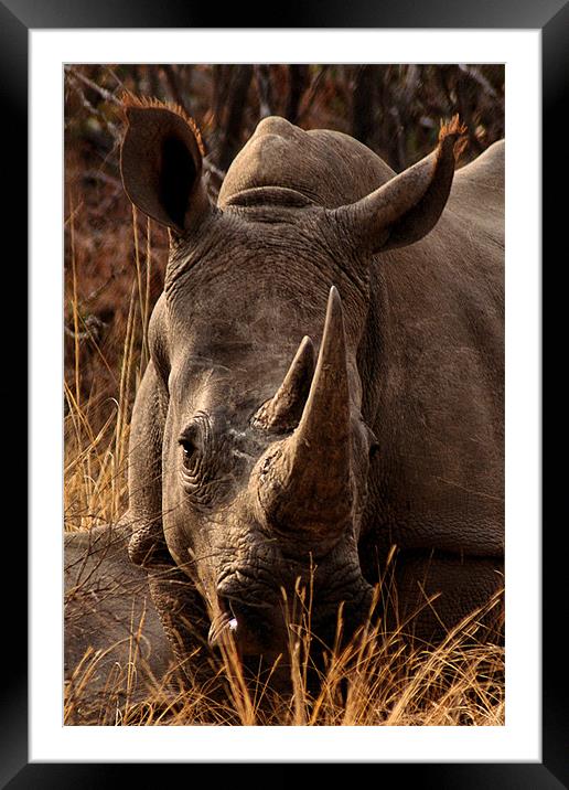 White  Rhino in the Grass Framed Mounted Print by Richard Peche