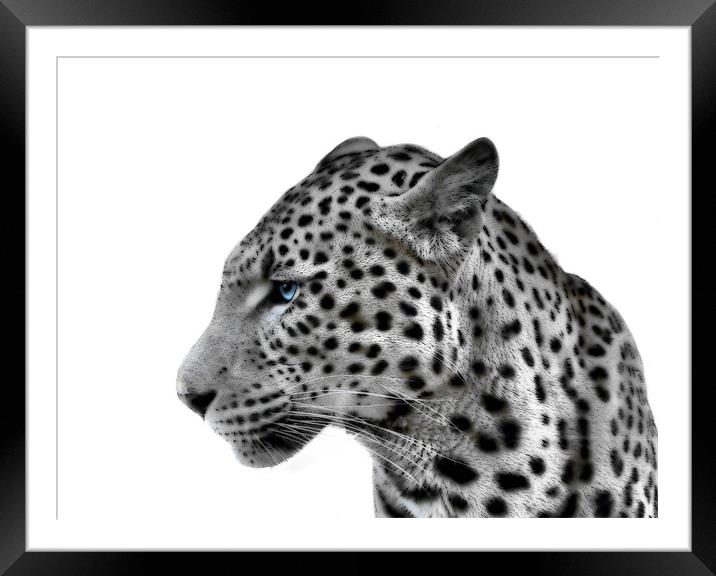 Magnificent Leopard Framed Mounted Print by Richard Peche