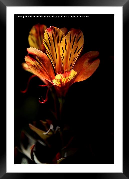  Indian Summer Lily Framed Mounted Print by Richard Peche