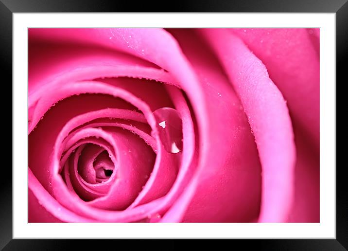 Tear from a Rose Framed Mounted Print by Terry Carter
