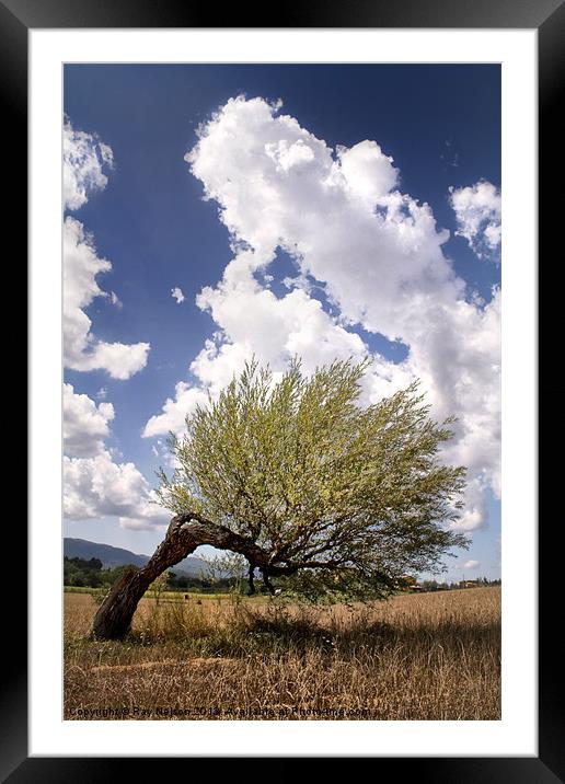 Tuscan Tree Framed Mounted Print by Ray Nelson