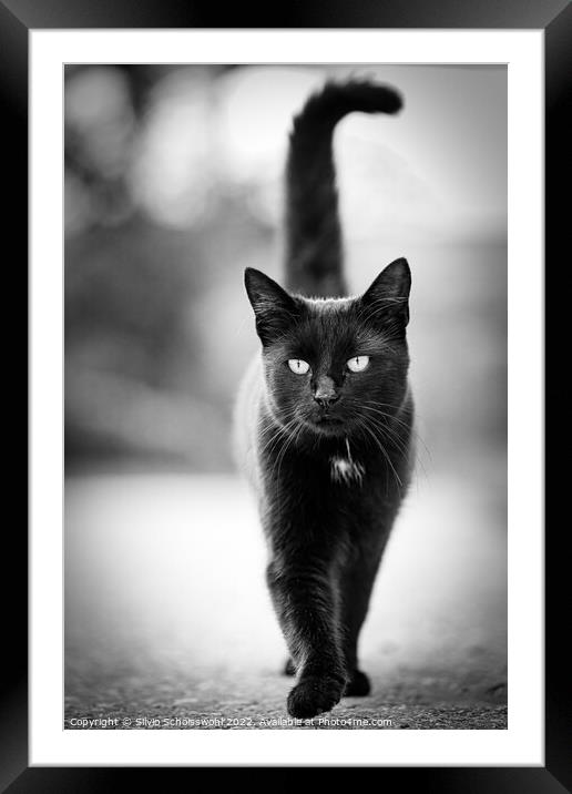 Black Cat Framed Mounted Print by Silvio Schoisswohl